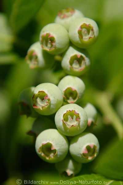 Grnbeeren unreife Blaubeeren Vaccinium myrtillus Heidelbeeren
