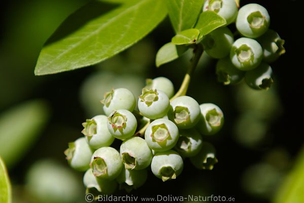 Blaubeeren grne Frchte unreife Griffelbeeren