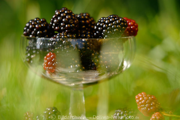 Brombeeren Fruchtbecher Foto Servierbecher Rubus fruticosus Beerenportion Bild