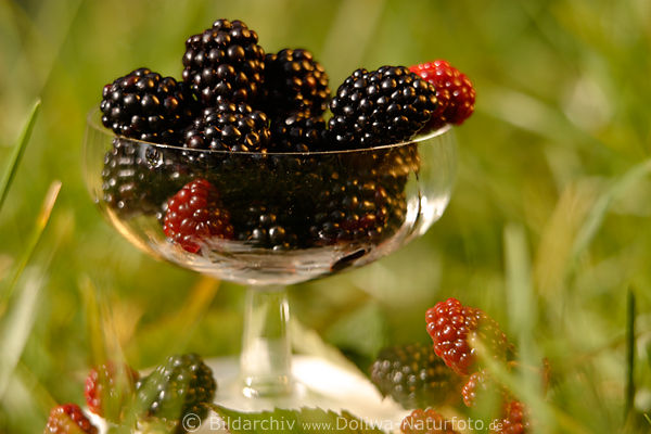 Brombeerbecher Foto Beeren Frucht Portion Rubus fruticosus schwarz-rot in Gras