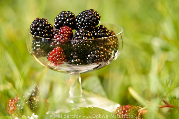 Fruchtbecher Brombeeren Foto Beerenportion glnzend in Gras Rubus fruticosus