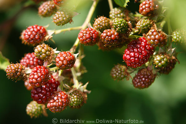 Brombeeren Rubus fruticosus