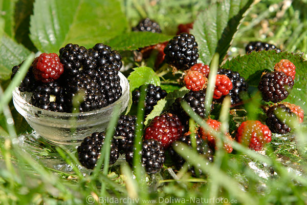 Brombeerschale Früchte in Gras schwarzes Obst Blätter Blackberry
