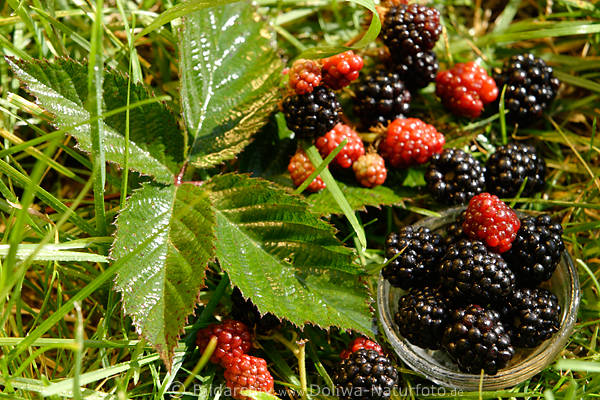 Brombeeren Schwarzfrchte in Glasschale frisches Obst in Gras am Blatt