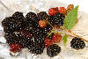 509413_Brombeeren auf Glas