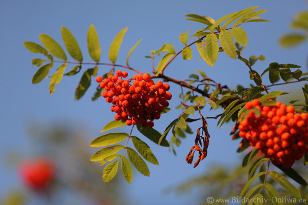 Rotbeeren Bndel Ebereschefrchte am Baumzweig