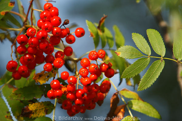 Eberesche rote Beeren Vogelbeere Sorbus aucuparia