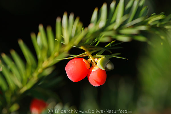 Eibe rote Giftbeeren Frucht rot leuchtend Samen