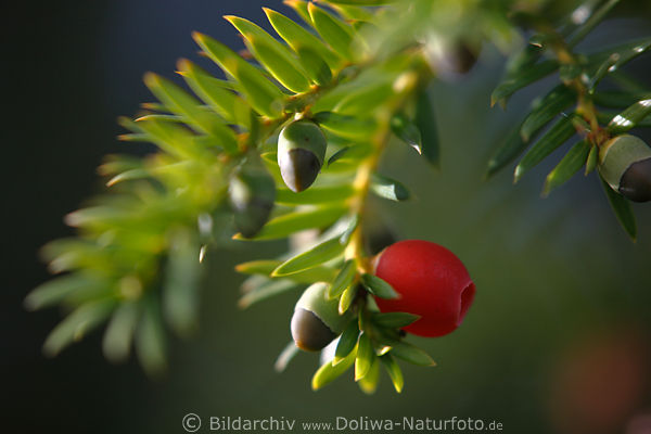 Eibe harte Samenfrchte Yew Poison-plant