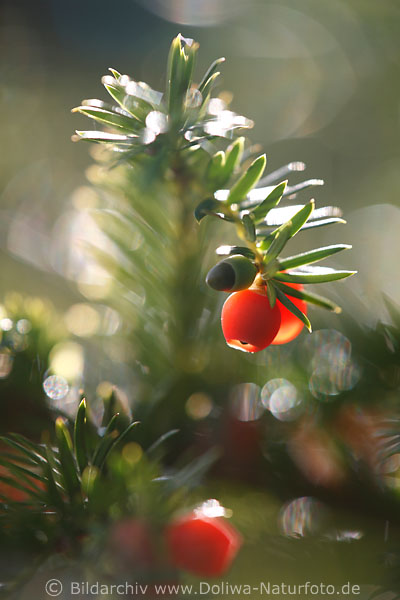 Eibe Nadelzweig rotleuchtende Beerenfrucht Eichel Sonnenreflexe
