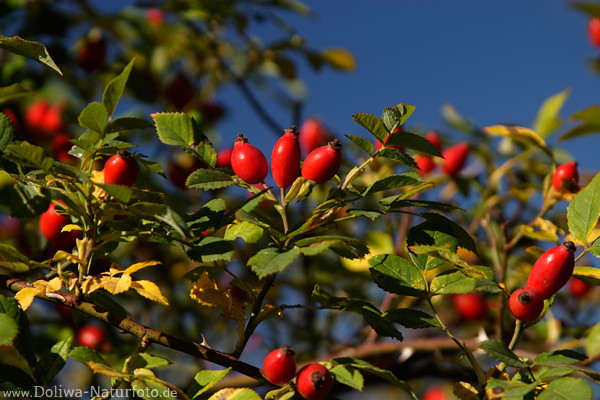 Wilde Heckenrose Rotbeeren Scheinfrchte Rosa canina