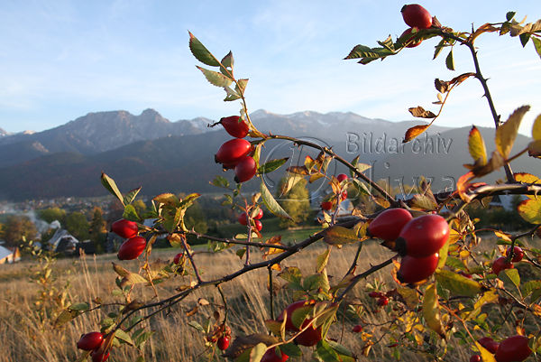 Hundsrose Rotbeeren Foto Heiderose Hagebutte Bild Rosa canina Wildheckenrose