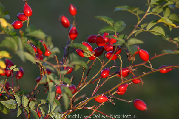 Hainrose Rotbeeren wilde Heilpflanze Rosa canina Frchte