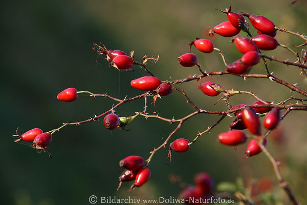 Heckenrose Foto rote Beerenfrüchte am Strauch mit Dornen in Bild