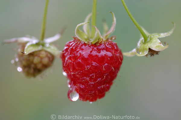 Himbeere rote Frucht Makrofoto nass am Strauch