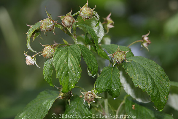 Himbeeren grn Strauch unreife Frchte Bltter nass