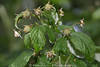 1204491_ Strauch grner Himbeeren Bild unreife Frchte nasse Bltter Rubus idaeus Zweig