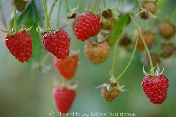 510043_Rote Himbeeren am Strauch reifendes Obst Frucht