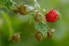 510059_Nasse Himbeeren Rubus idaeus am Strauch & Zweig im Garten hngen