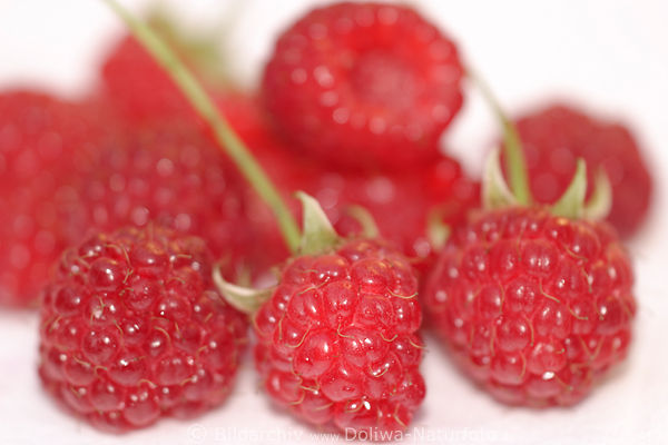 Himbeerfruchte Foto Appetit Auf Rotes Obst Am Stiel Weiss Teller Rubus Idaeus Raspberry