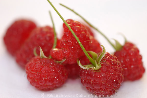 Himbeeren Rotfrchte Makrofoto Weisshintergrund 