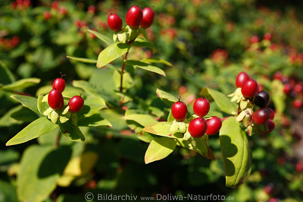 Blutjohanniskraut Rotbeeren Foto Hypericum androsaemum Hartheu Strauch Fruchtbild