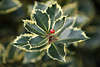 Stechpalme Foto Rotbeere Steinfrucht grn-gelb Bltter mit Stacheln Ilex aquifolium Makrobild