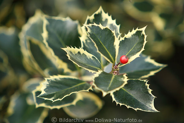 Ilex Stechpalme rote Beere gezackte Dornbltter mit Stachelrand