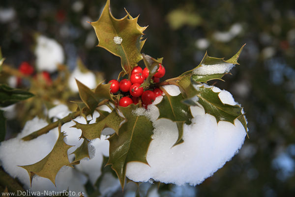 Stechpalme rote Beeren Steinfrchte in Winterschnee glnzen