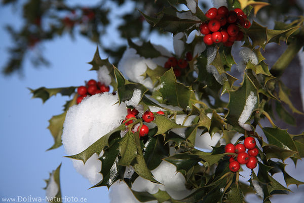 Rotbeeren Stachelbltter Foto Stechpalmestrauch Schneeglanz Winterbild Ilex aquifolium