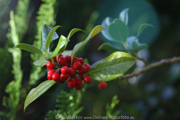 Beeren Bltterzweig Farbreflexe Spiegelung abstrakt Foto Ilex Stechpalme Naturbild