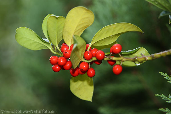 Stechpalme ohne Dornen Rotbeeren Foto am Bltterzweig