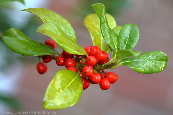 Stechpalme rote Beerenfrchte Ilex Bltterzweig ohne Dornen