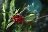 Beeren Bltterzweig Farbreflexe Spiegelung abstrakt Foto Ilex Stechpalme Naturbild