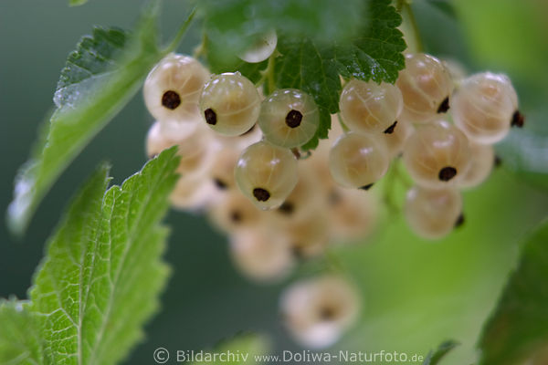 Johannisbeeren Gelbfrchte Foto in Grnbltter, Fruchttraube Gegenlicht Bild rund in Nsse reifen