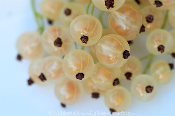 Versailler gelbe Beeren Frchte, Naschobst runde Kugeln auf weiss Hintergrund