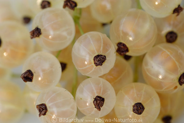 Gelbbeeren der Weien Versailler Gelbfrchte runde Kapseln Foodfoto