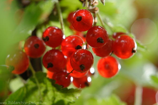 Johannisbeeren rote Fruchtkugeln Gegenlichtfoto reifendes Rotobst Bild in Strauchblttern
