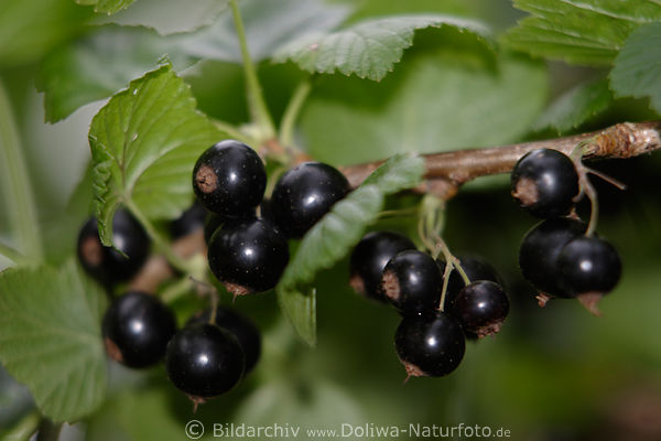 Schwarze Johannisbeeren Ribes nigrum Schwarzfrchte Foto am Strauch reifen in Grnbltter