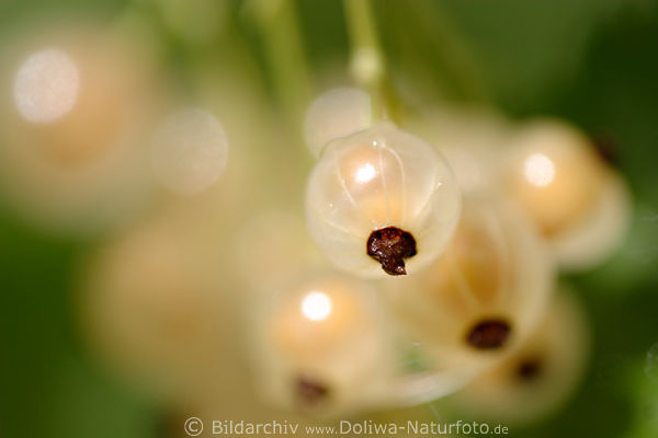 Garten-Johannisbeere Gelbfrucht Grossfoto, Weie Versailler ssse Beeren Naschobst