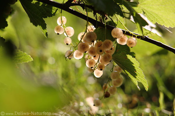 Gelbbeeren Früchte Trauben der Johannisbeeren Gelbfrüchte Foto am Zweig in Gegenlicht