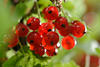 Johannisbeeren rote Fruchtkugeln Gegenlichtfoto reifendes Rotobst Bild in Strauchblättern