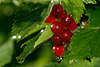 56266_ Rote Johannisbeeren Ribes rubrum Gartenjohannisbeere Foto, Rotfrüchte am Strauch in Blätter