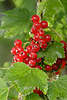 56276_ Gartenjohannisbeeren Foto Ribes rubrum Johannisbeeren Zweig mit roten Früchte am Strauch