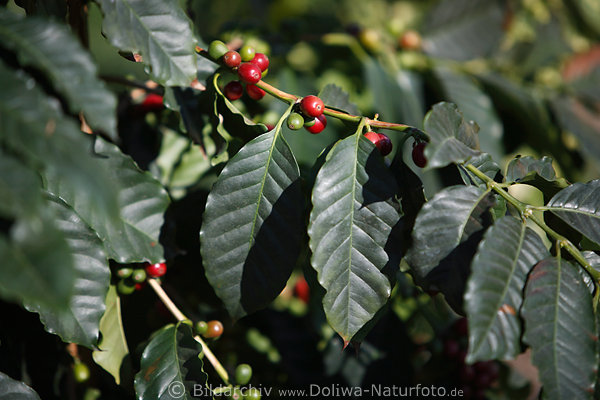 Kaffeebltter Bild Beeren Grnzweig rote Samenfrchte wachsen auf Kaffeestrauch