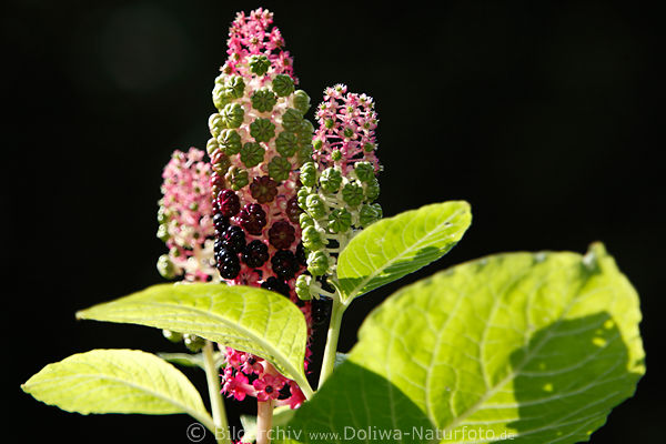 Kermesbeere Fruchttraube Grnbltter Gegenlicht-Foto leuchtende Giftplanze Phytolacca acinosa