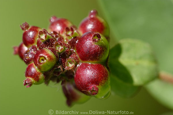 706189_Geiblatt Beerenfrchte Grobild Lonicera Kletterpflanze