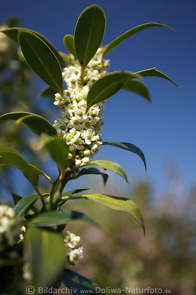 Lorbeer Blten ledrige Bltter Laurus nobilis
