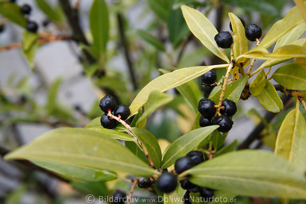 Lorbeerbaum schwarze Beerenfrchte in Bltter