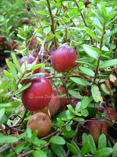 Cranberry Vaccinium macrocarpon Moosbeere Grossfrchte